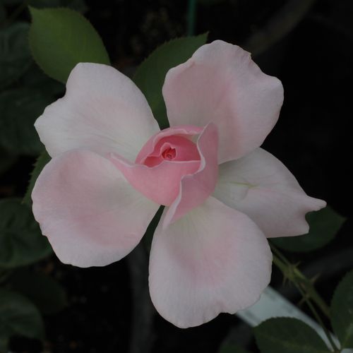 Rosa Ausclub - roz - Trandafir copac cu trunchi înalt - cu flori tip trandafiri englezești - coroană tufiș